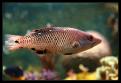 Bodianus Diana 2