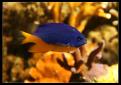 Pomacentrus