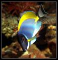 Acanthurus Leucosternum