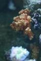 Aquarium de la Mer Rouge 026