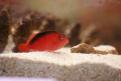 Aquarium de la Mer Rouge 146