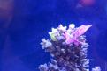 Interzoo 041
