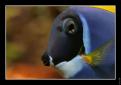 Acanthurus Leucosternon 3