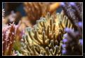 Acropora 3