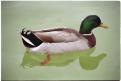 USA T04-08 Canard colvert