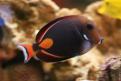 Aquarium de la Mer Rouge 041