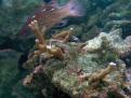 Montipora Digidata