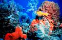 reef-floridakeys