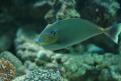Aquarium de la Mer Rouge 074