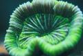Aquarium de la Mer Rouge 089