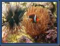 Clown---Anemone---Diademe