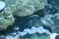 Aquarium de la Mer Rouge 092
