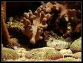 Cryptocentrus Leptocephalus 1