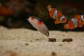 Aquarium de la Mer Rouge 054