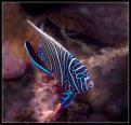 Imperator-Labroid-1