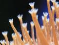 polypes1