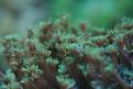 Aquarium de la Mer Rouge 078