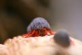 Aquarium de la Mer Rouge 110