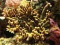 Acropora