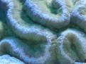 polypes11