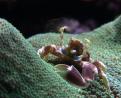 Neopetrolisthes Maculatus - Crabe Anémone sur une Anémone Carpet