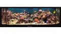 aquarium-03-05-copie