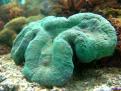 Lobophylia Hataii