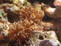 Seriatopora Hystrix