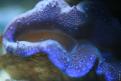 Aquarium de la Mer Rouge 079