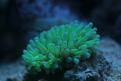 Aquarium de la Mer Rouge 087