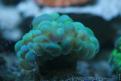 Aquarium de la Mer Rouge 017