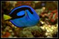 Paracanthurus Hepathus