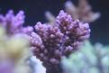 IMG 7726