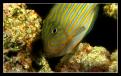 Acanthurus Lineatus