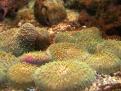 Fungia