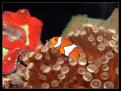 Amphiprion Ocellaris