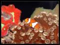Amphiprion Ocellaris dans une anémone