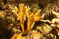 Millepora