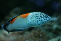Aquarium de la Mer Rouge 072