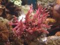 Seriatopora Hystrix Pink