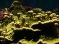 Montipora Vert