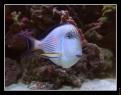 Acanthurus sohal