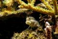 Salarias Fasciatus