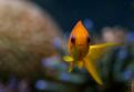 Pseudoanthias squamipinnis