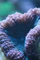 Aquarium de la Mer Rouge 084