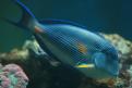 Aquarium de la Mer Rouge 031