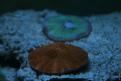 Aquarium de la Mer Rouge 018