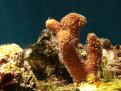 Stylophora
