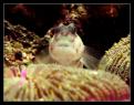 Cryptocentrus Leptocephalus 2