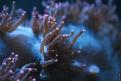 Aquarium de la Mer Rouge 014